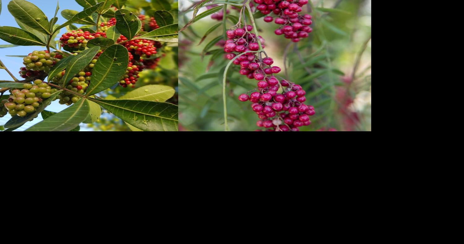 County to remove Brazilian pepper plants at Lighthouse Point Park