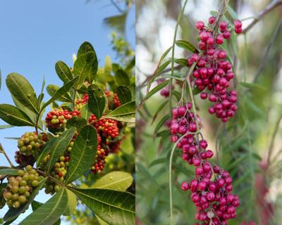 County to remove Brazilian pepper plants at Lighthouse Point Park | Local  News | hometownnewsvolusia.com