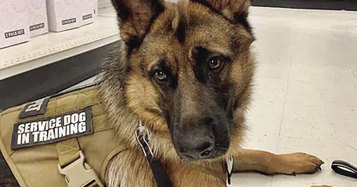 Providing service dogs for veterans in Volusia