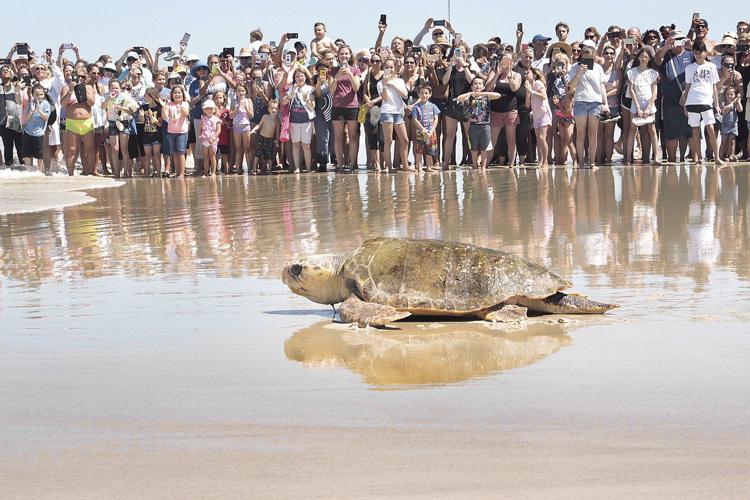 Ponce Inlet Turtle Maxwell the Sea Turtle gets released in Ponce Inlet | Photos & Videos ...