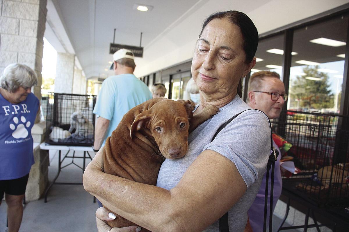 New Smyrna Beach rescue points out dogs in need of homes | News |  
