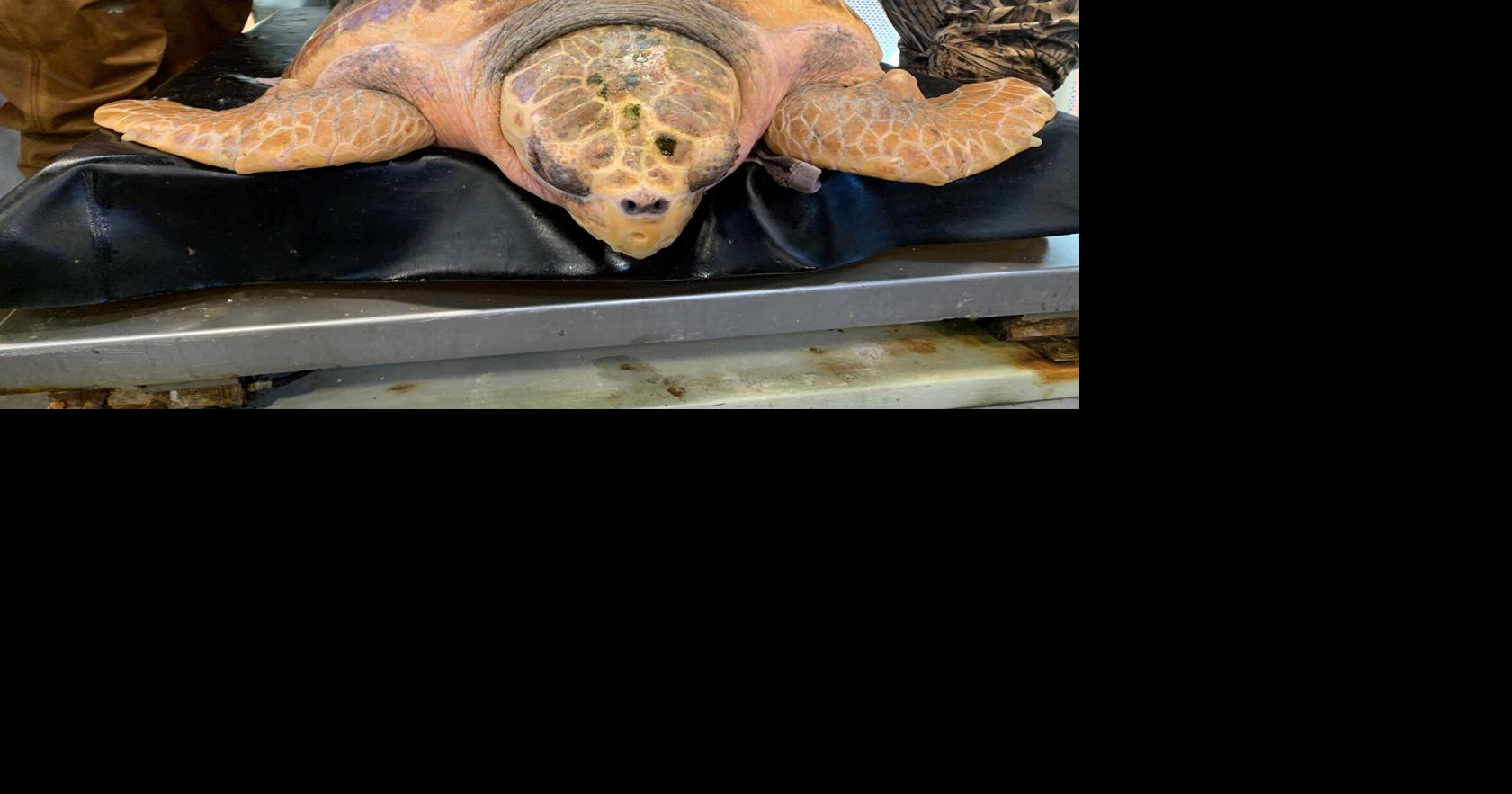 Loggerhead returns to sea July 11 in Ponce Inlet | News ...