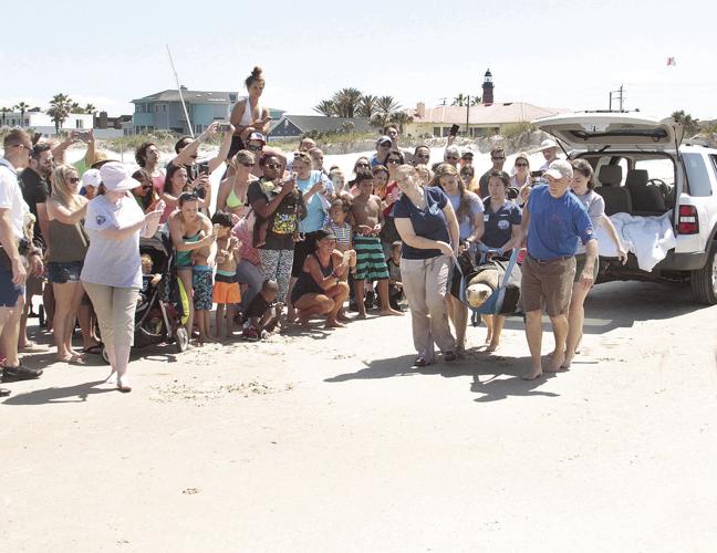 Ponce Inlet Turtle Maxwell the Sea Turtle gets released in Ponce Inlet | Photos & Videos ...