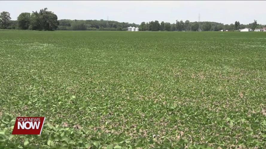Area soybean and corn looking good so far thanks to rain and high temperatures