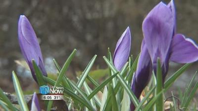 Cold weather expected, could kill early blooming flowers