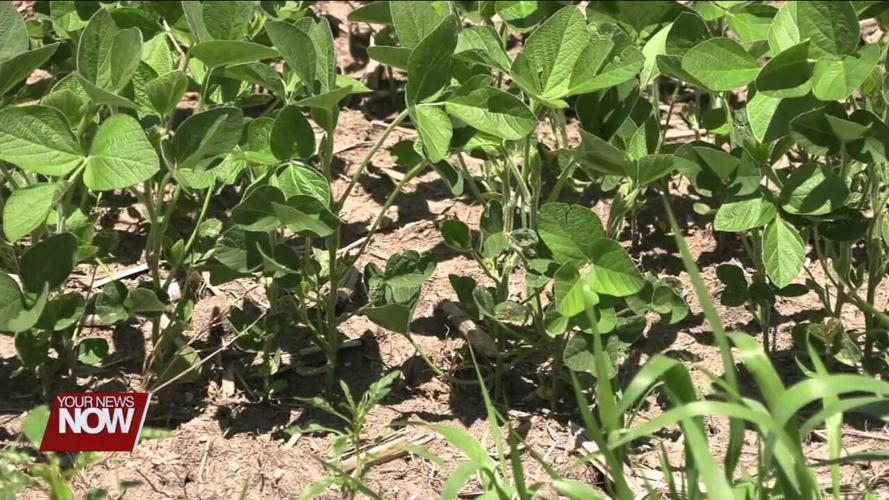 Area soybean and corn looking good so far thanks to rain and high temperatures
