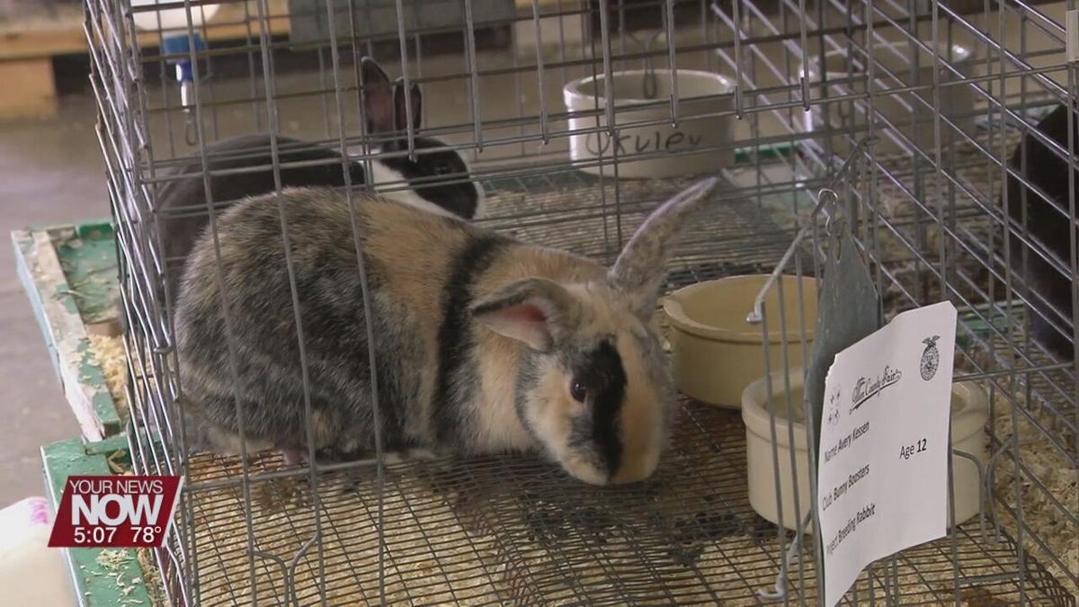 4 h spotlight rabbit and goat