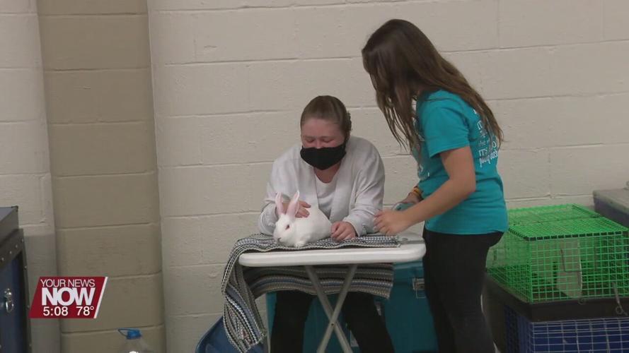 4-H Spotlight: Rabbit and Goat competitors find new environment, but same routines