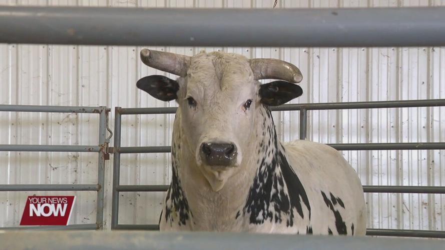 Lima to be represented by two bulls at PBR World Finals