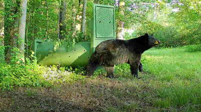ODNR Black Bear