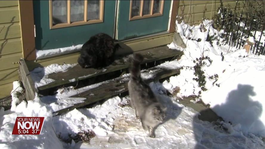 Keep pet safety in mind as the cold arrives