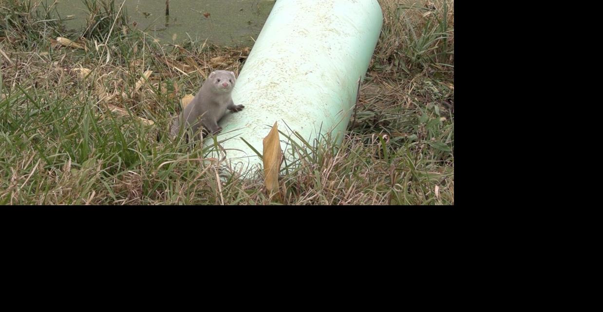 Vandals release thousands of mink from farm in Van Wert County