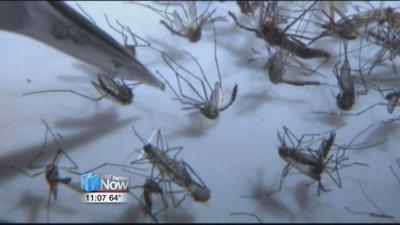 Mosquito found with West Nile Virus in Hancock County