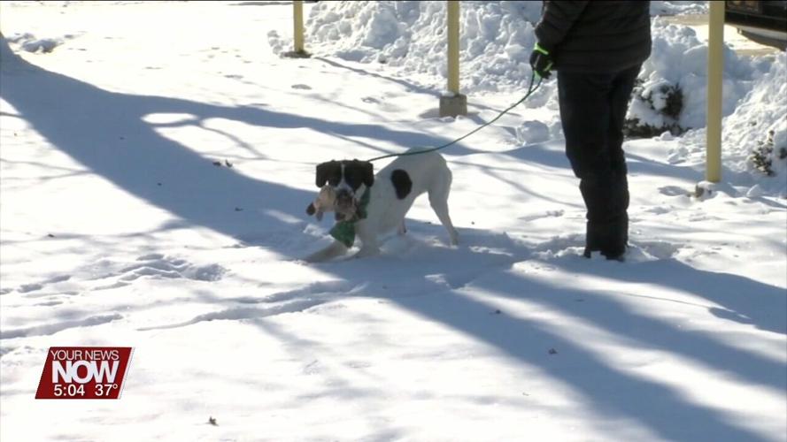 Keep pet safety in mind as the cold arrives