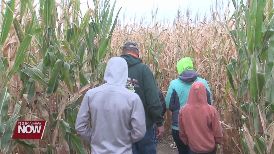 Suters corn maze offers sense of fall normalcy for local families