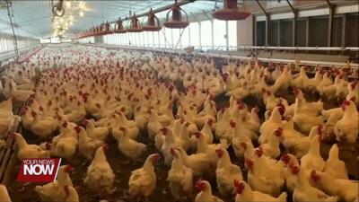 Bird Flu found in over 930,000 chickens in Darke Co. egg production facility
