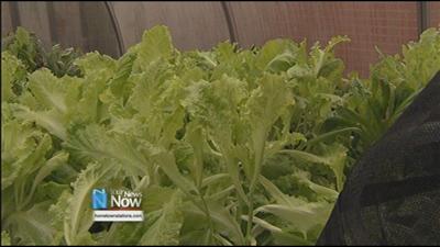 LACNIP produce to soon be sold at local grocery store