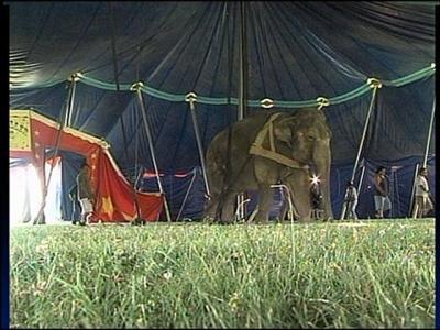 Elephants entertain in Spencerville