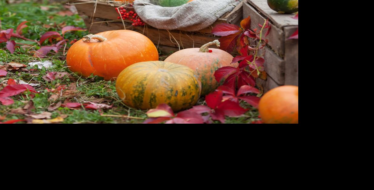 Pumpkins Fall Generic