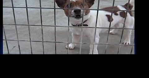 Teddy S Rescue In Need Of Rescuing News Hometownstations Com