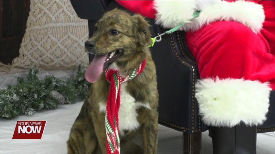 A Lotta Love Pet Rescue helping fund spay/neuter project with holiday