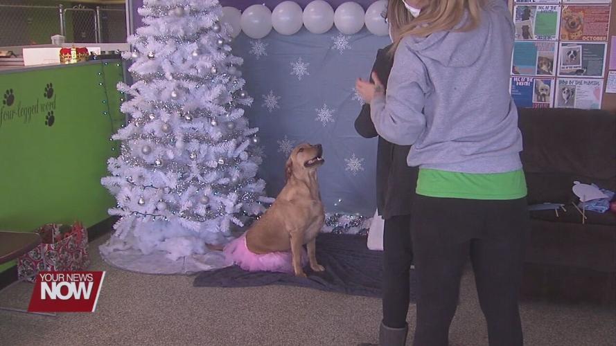 Doggie Daycare in Saint Marys holds festive winter ball