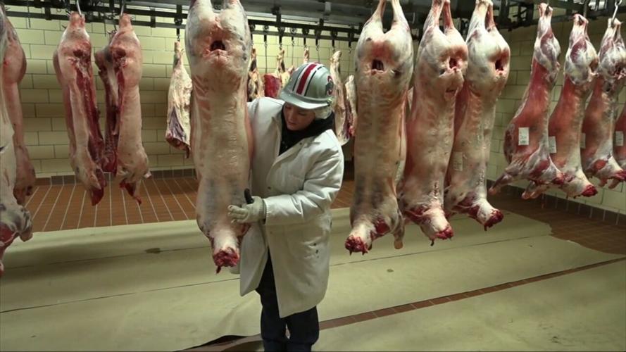 OSU Animal Science Dept. describe what they look for when judging the Kewpee Carcass Show