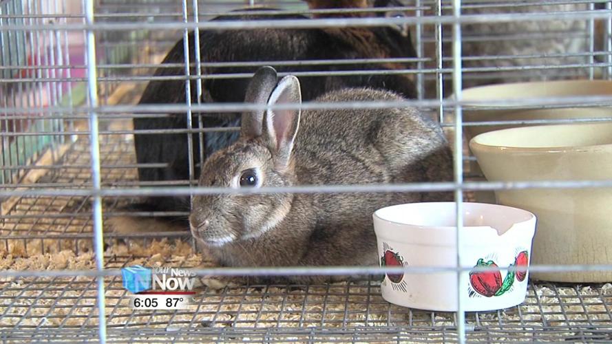 Bob Fricke talks about Allen County Fair events to Lima Rotarians 1.jpg