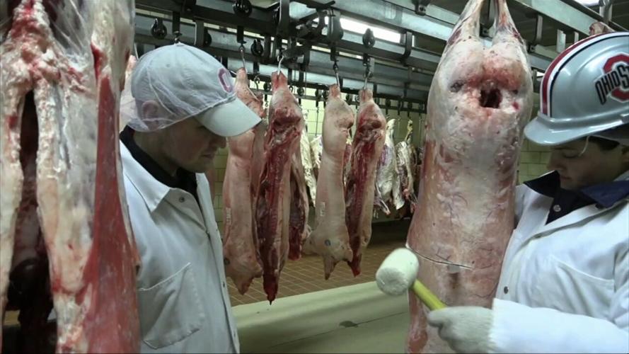 OSU Animal Science Dept. describe what they look for when judging the Kewpee Carcass Show