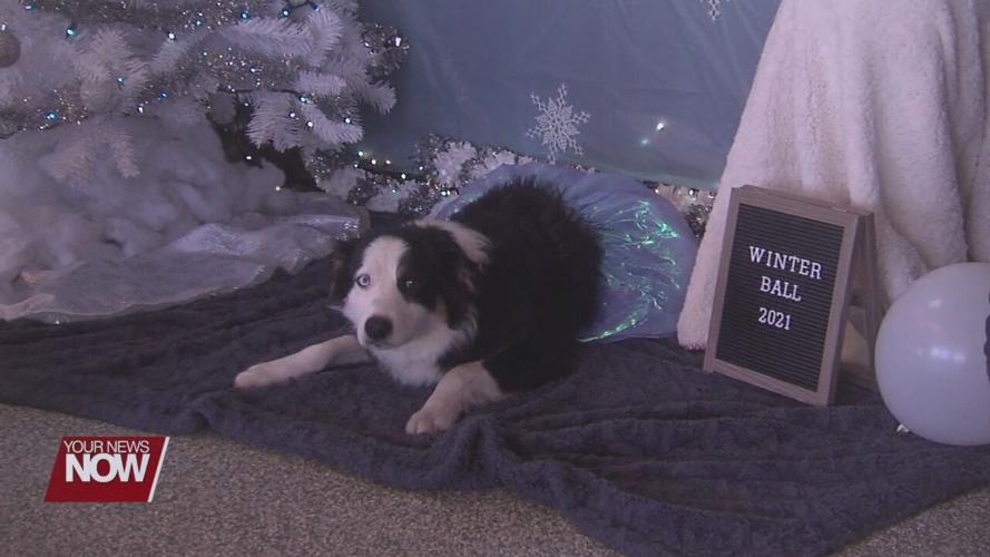 Doggie Daycare in Saint Marys holds festive winter ball