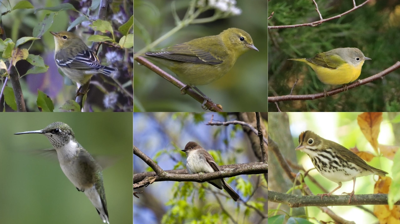 Lima business owners learn ways to protect migratory birds during migration