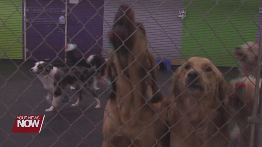 Doggie Daycare in Saint Marys holds festive winter ball