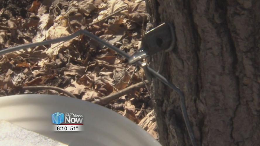 Annual Maple Syrup Festival is March 7th & 8th at McLean Teddy Bear Park