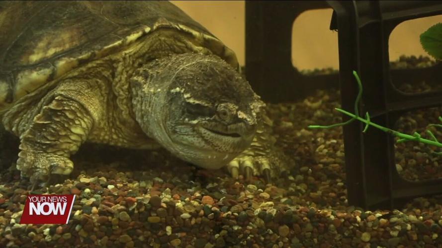 Park naturalists lets visitors meet ambassador animals during feeding time