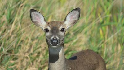 Ohio’s Archery Hunters Off to a Good Start this 2024 Deer Season