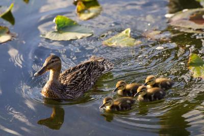 Keep wildlife wild: observe young animals from a distance this spring