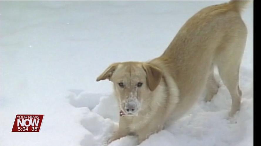 Be mindful of your pets during harsh weather conditions