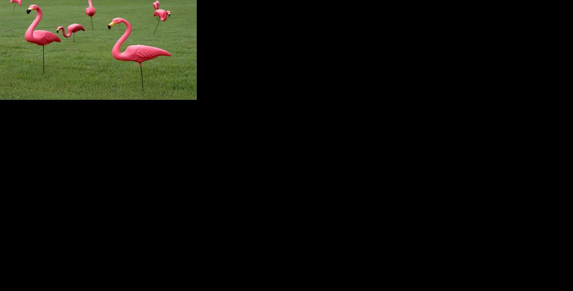 Multiple Pink Plastic Flamingos on Lawn