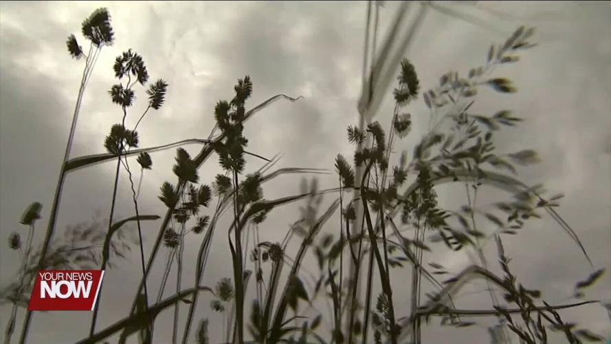 Tips for Treating Children’s Allergies