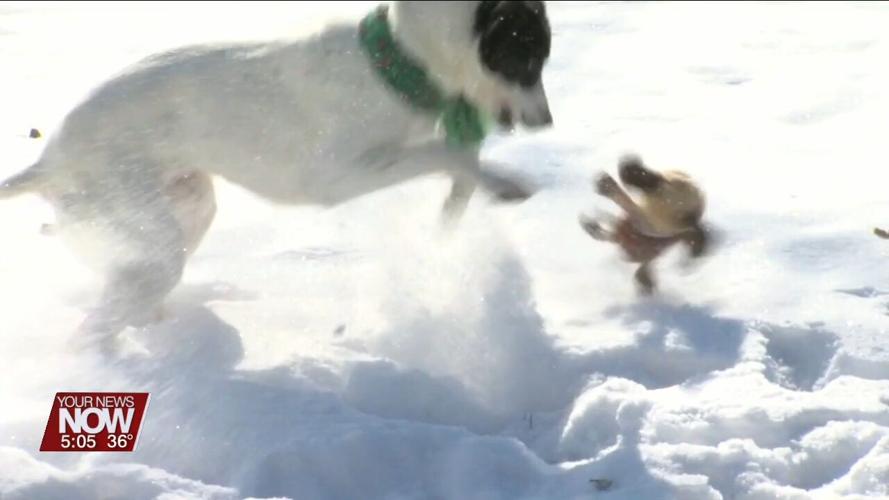 Be mindful of your pets during harsh weather conditions