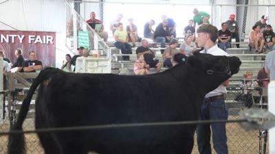 Auglaize County Junior Fair Livestock Sale rewards student for their hard work
