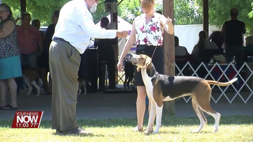 Lima Kennel Club host All Breed Dog Show this weekend
