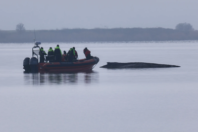 Humpback Whale Timmy
