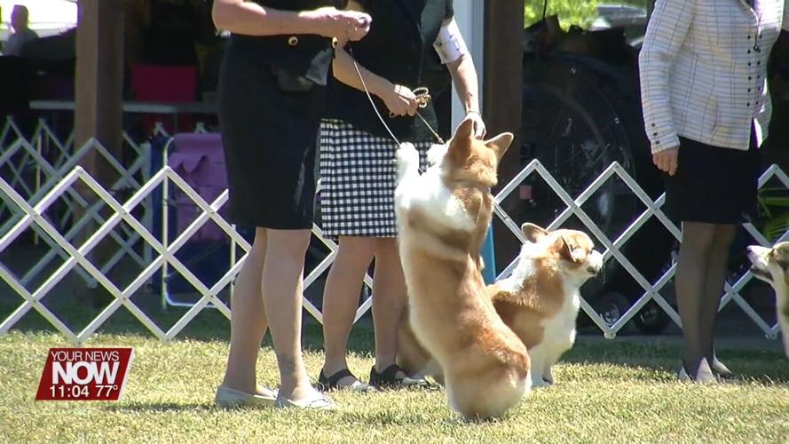 Lima Kennel Club host All Breed Dog Show this weekend