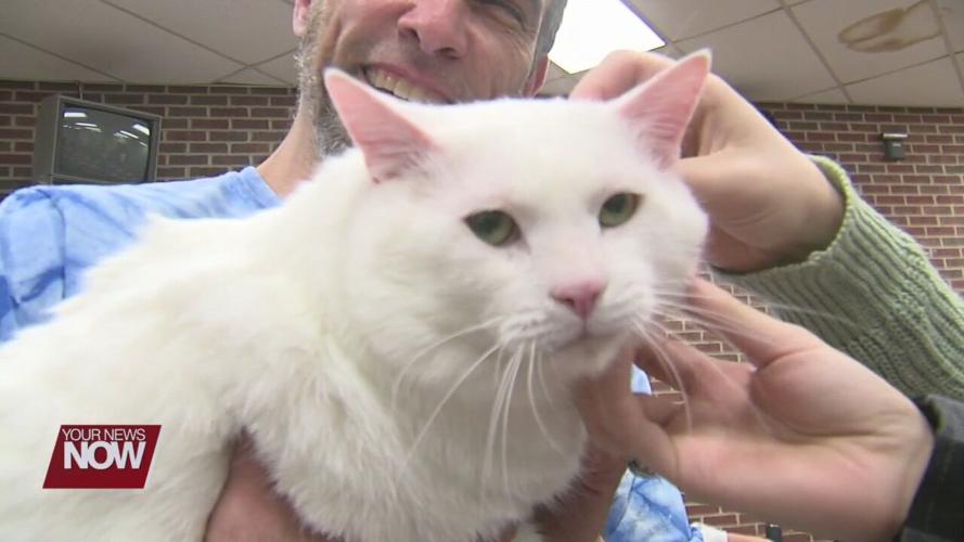 Cat Café gives Shawnee High School students a chance to relax and unwind