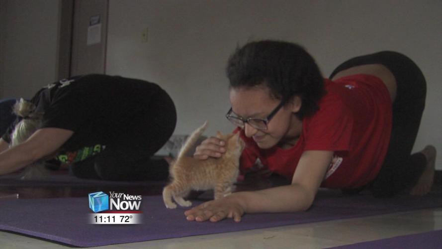 Van Wert County Humane Society, YMCA partner for Kitten Yoga3.jpg