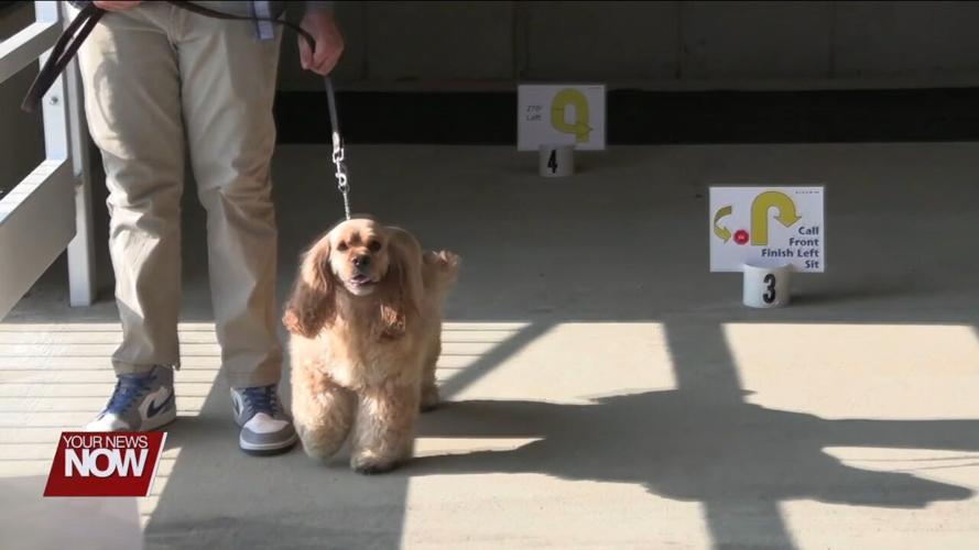 4-H Spotlight: Allen County Fair goes to the dogs