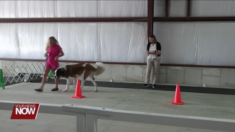 4-H Spotlight: Allen County Fair goes to the dogs