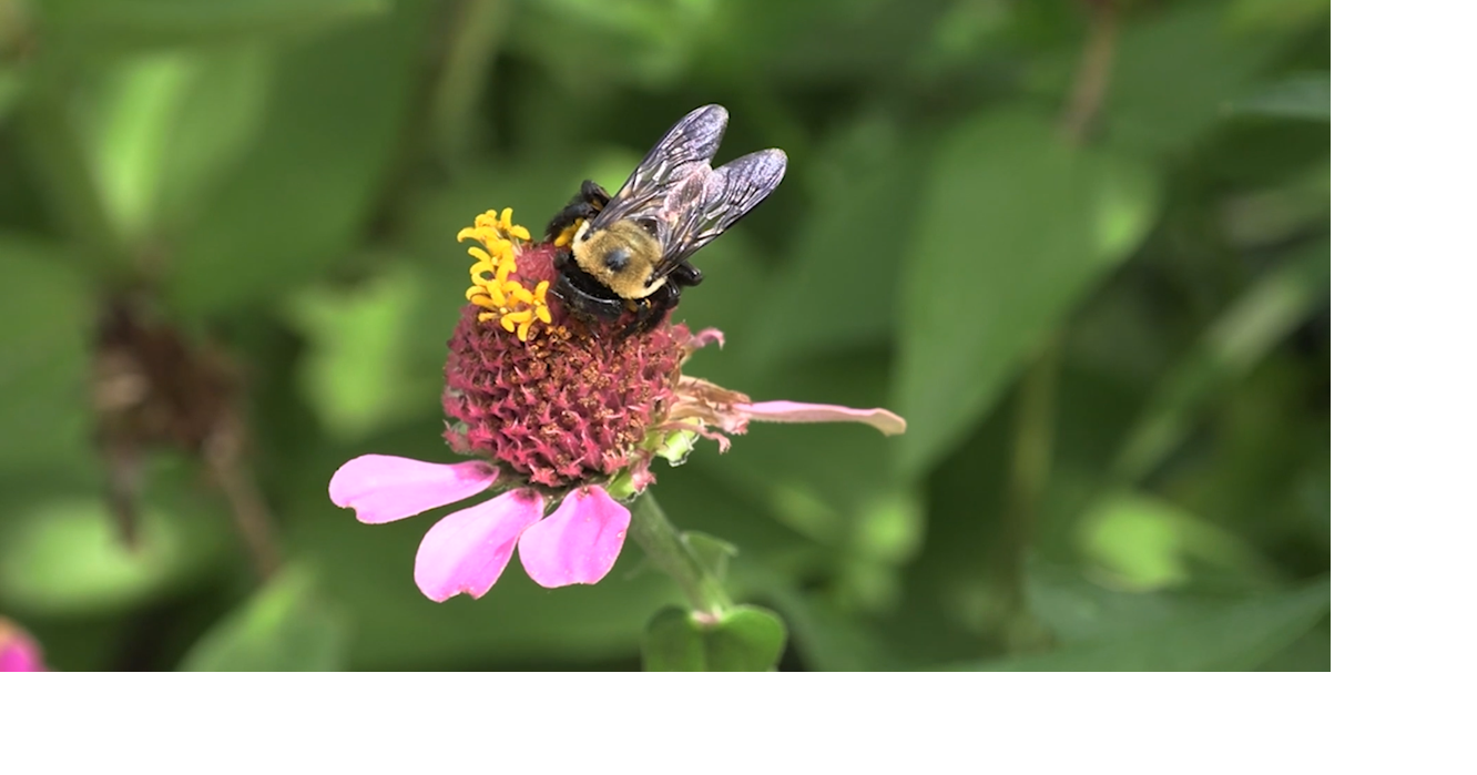 Allen SWCD encouraging pollinator-friendly gardening with June 6 sale ...