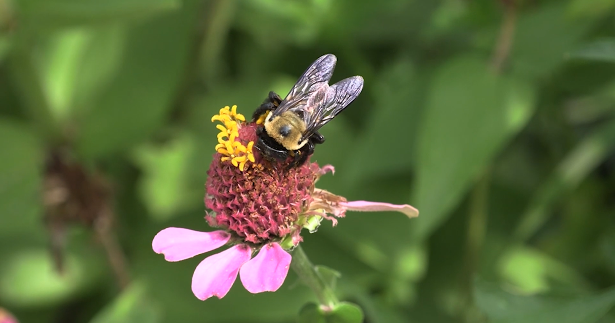 Allen SWCD encouraging pollinator-friendly gardening with June 6 sale ...